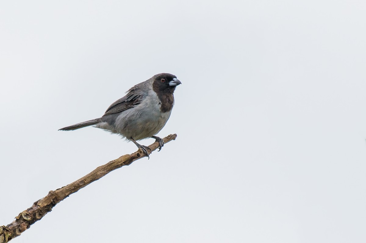 Kara Yüzlü Tangara - ML646441124