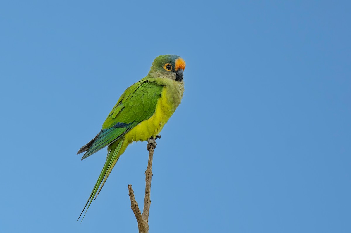 Altın Alınlı Papağan - ML646441125