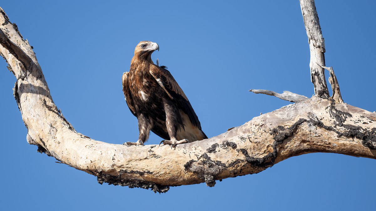 Kama Kuyruklu Kartal - ML646441126