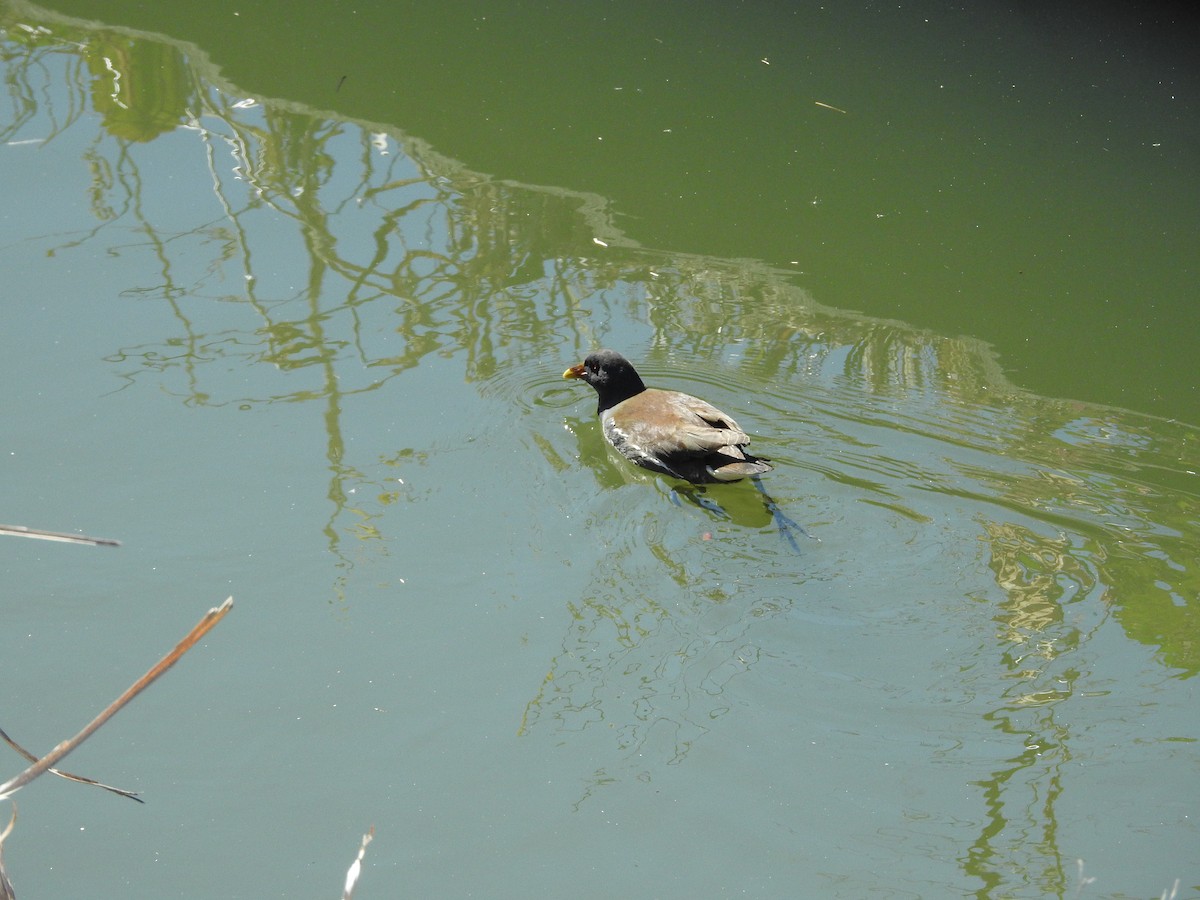 Sutavuğu - ML646441127