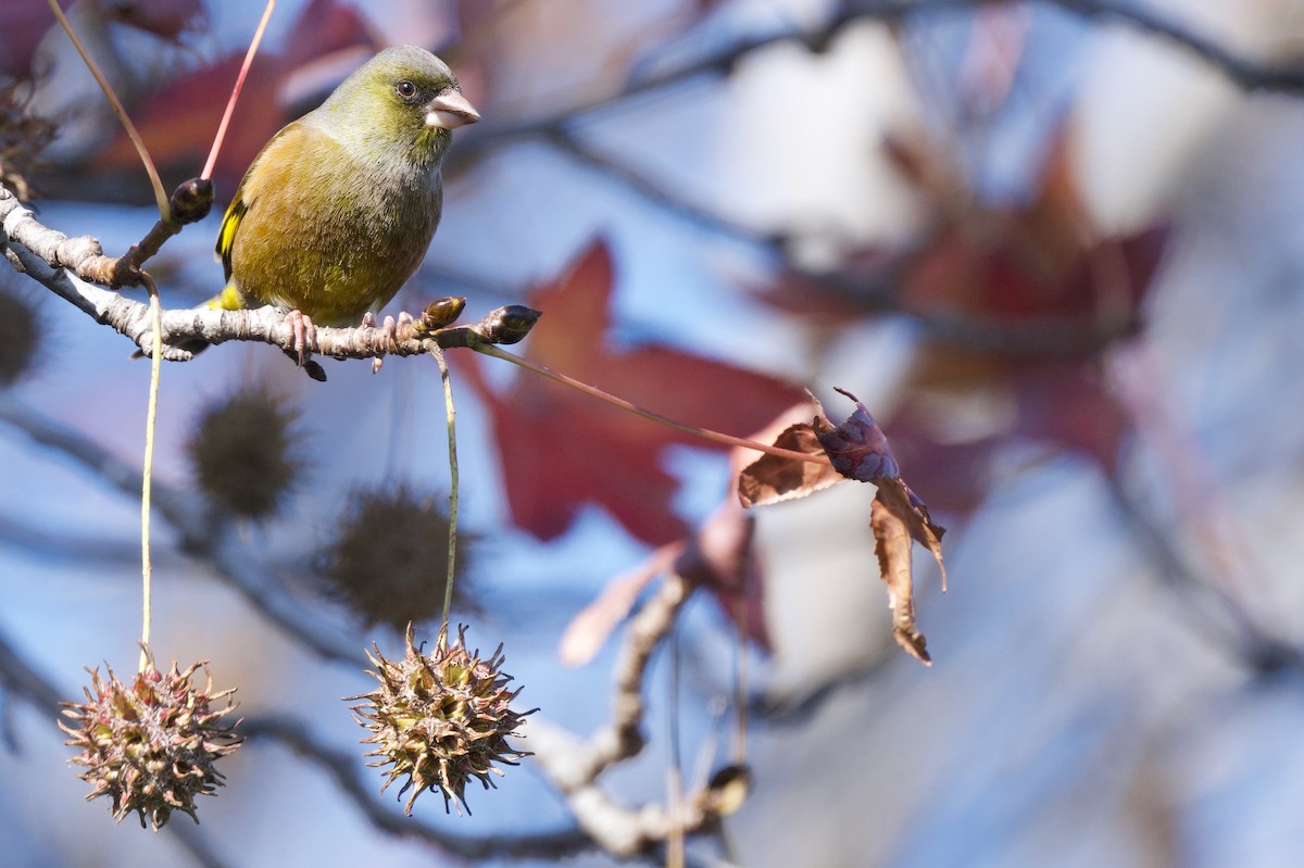 Çin Floryası - ML646441128