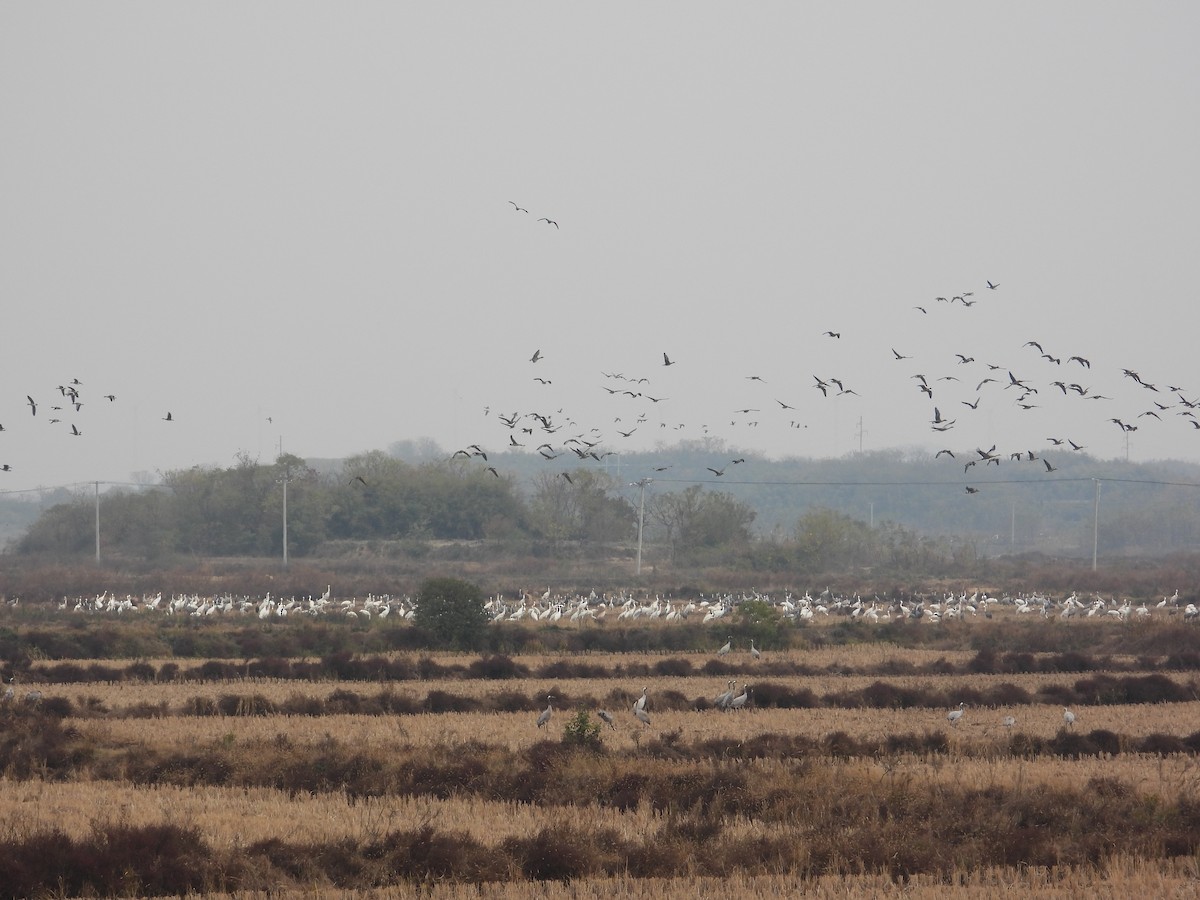 Ak Turna - ML646441129