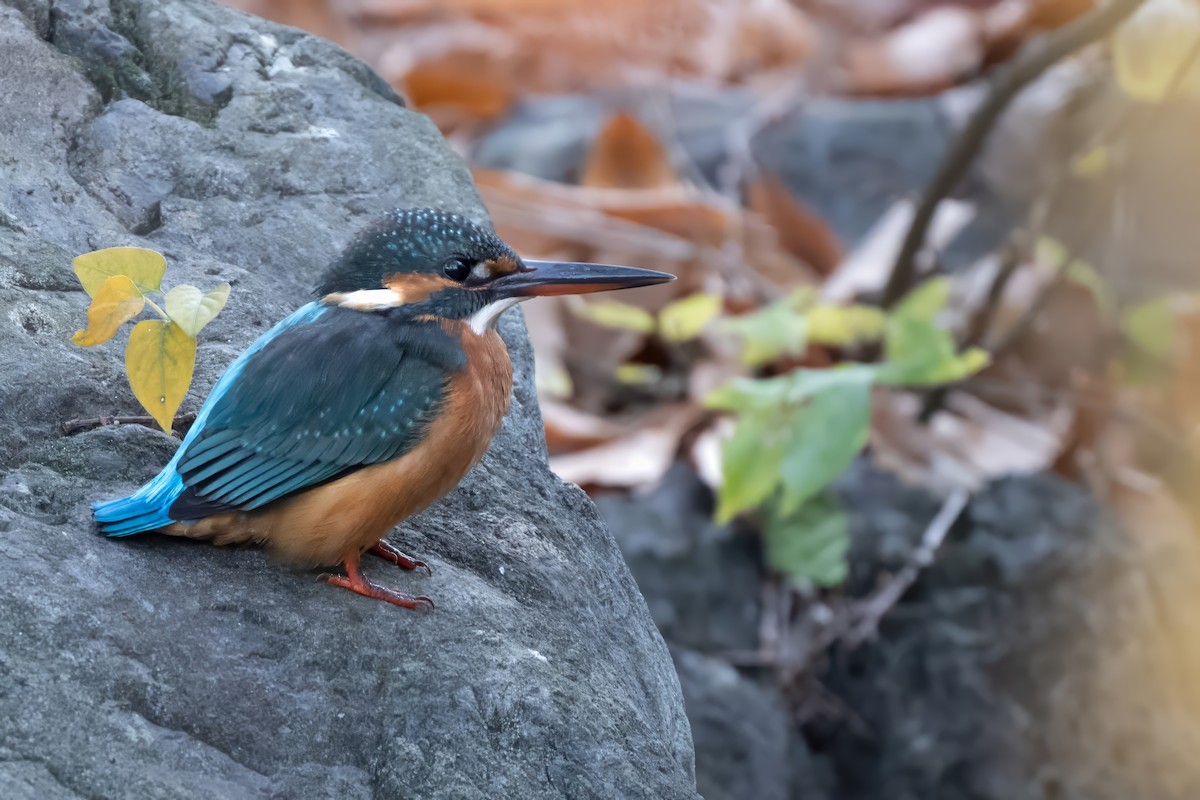 Yalıçapkını - ML646441132