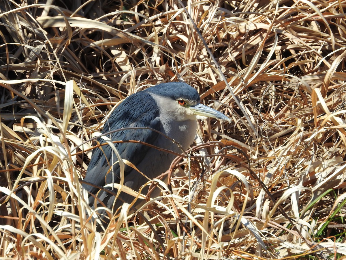 Gece Balıkçılı - ML646441133