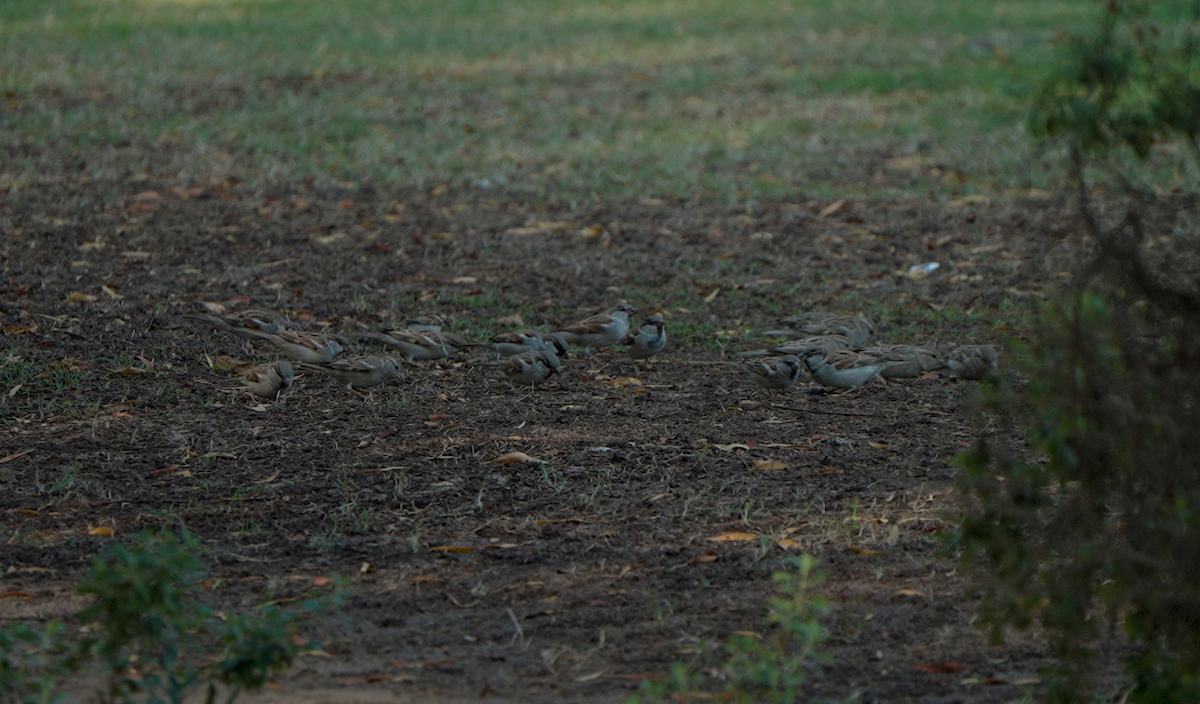 Serçe [indicus grubu] - ML646441134