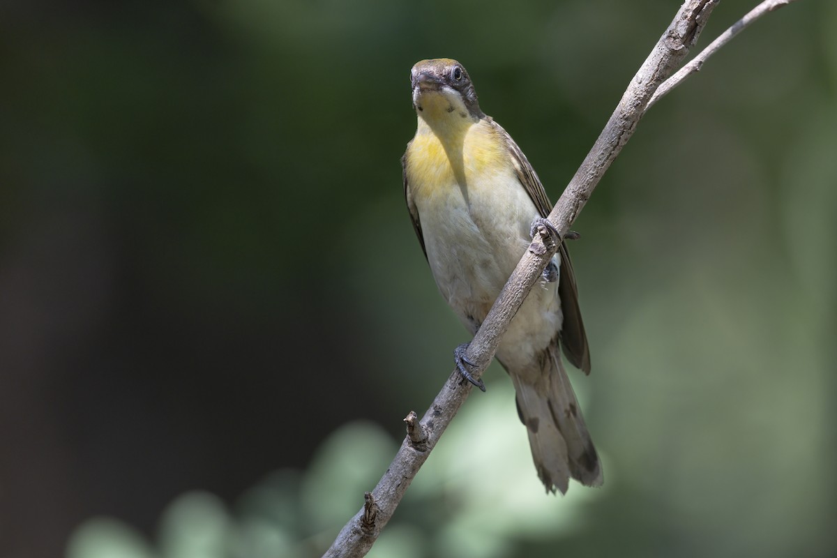 Greater Honeyguide - ML646441135