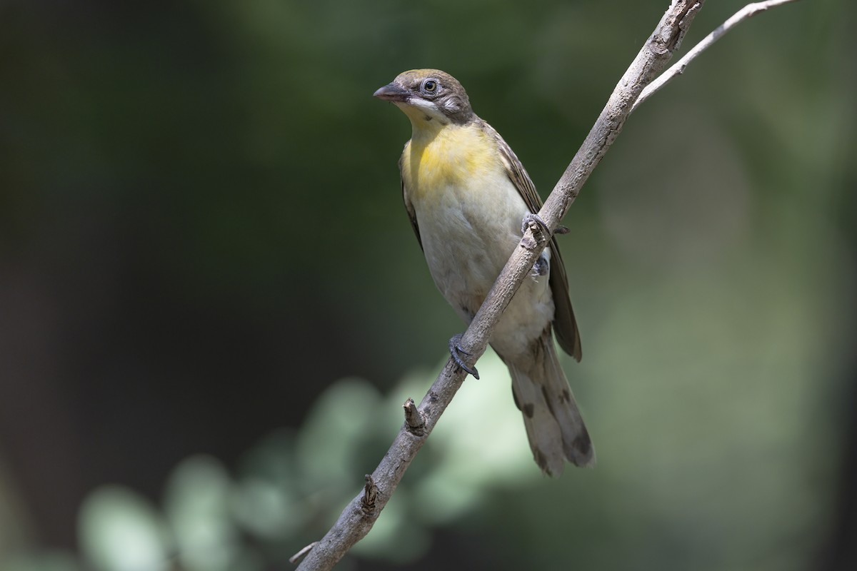 Greater Honeyguide - ML646441136