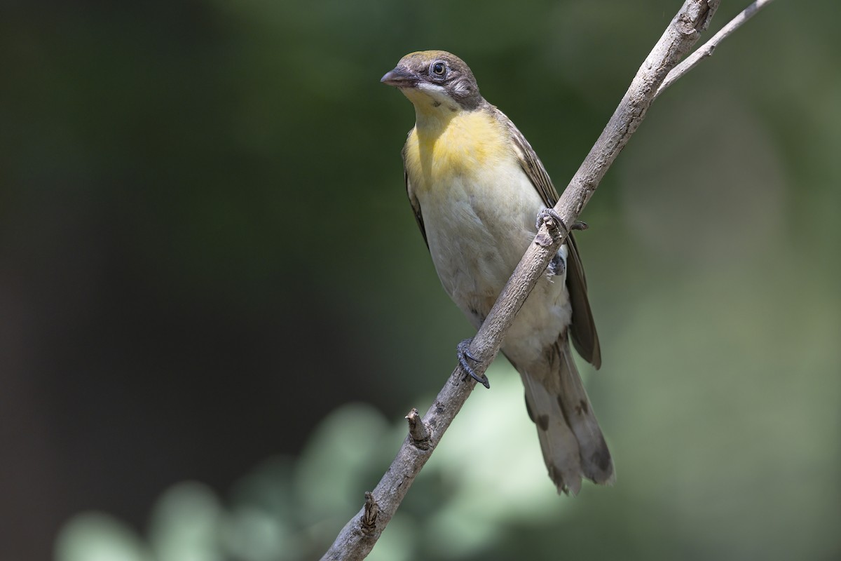 Greater Honeyguide - ML646441137
