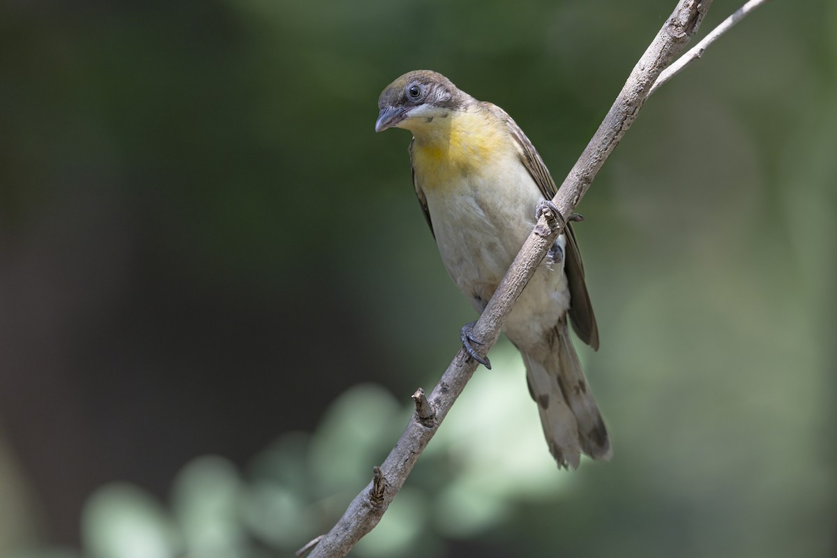 Grand Indicateur - ML646441138