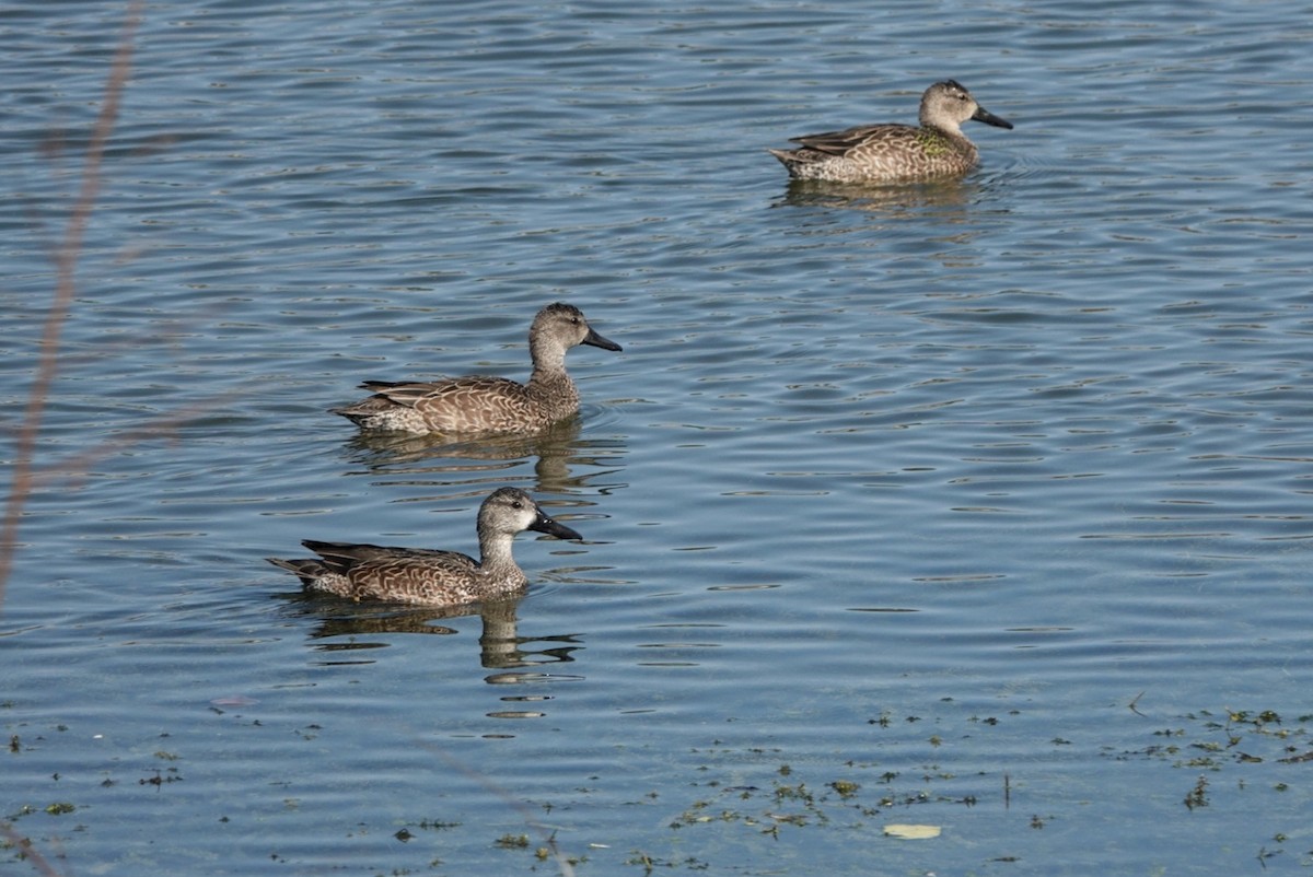 čírka modrokřídlá - ML646441139