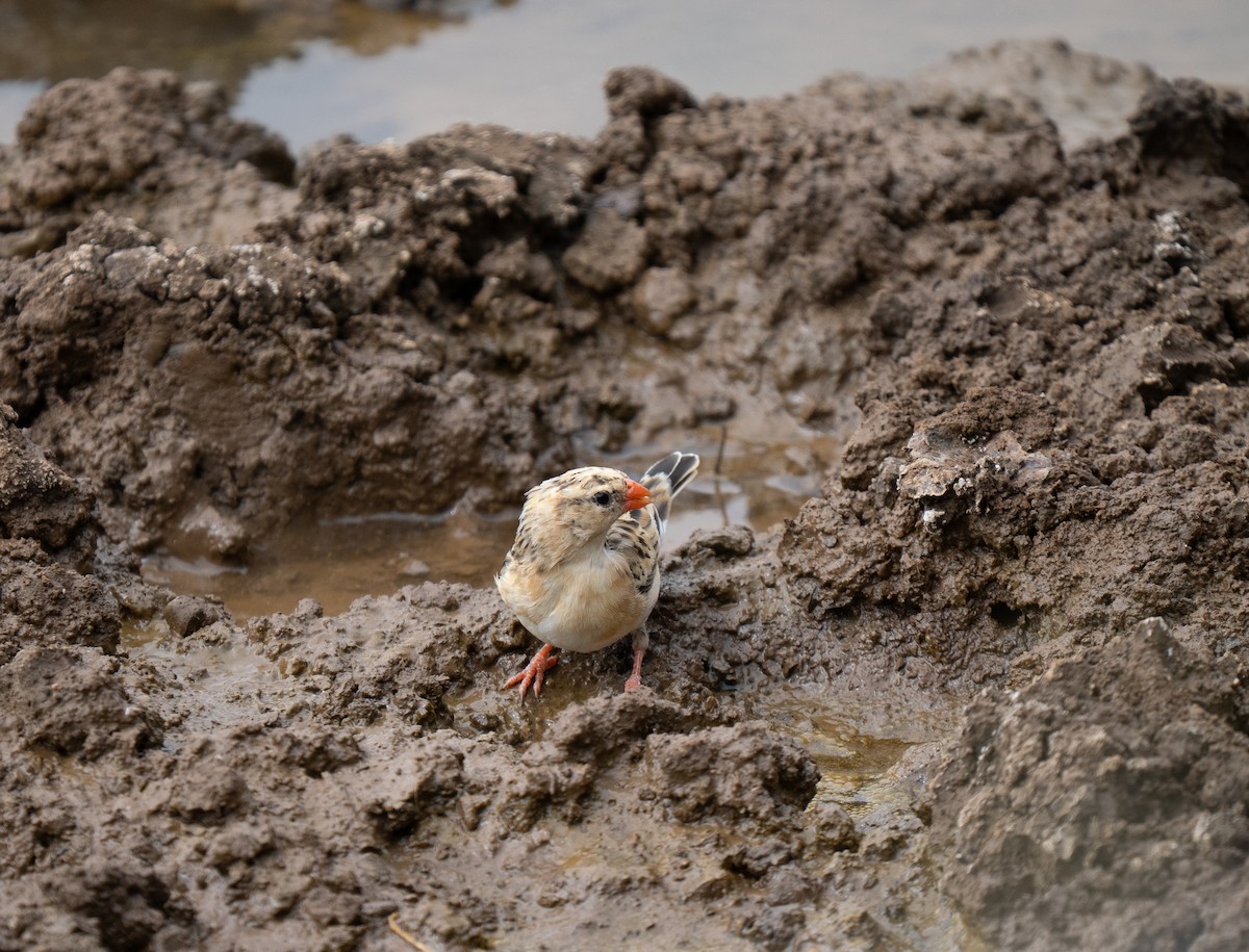 Red-billed Quelea - ML646441140