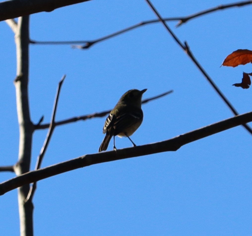 Hutton's Vireo - ML646441143