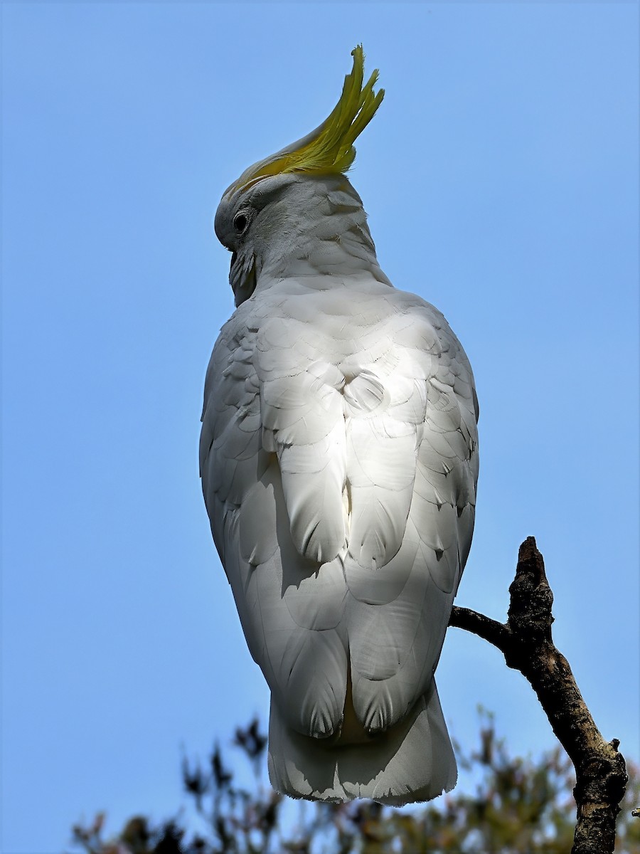 キバタン - ML646441146