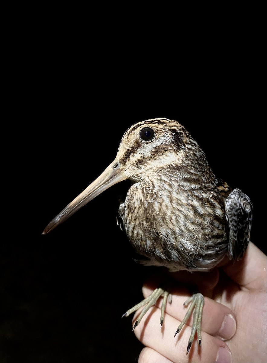 Jack Snipe - ML646441147