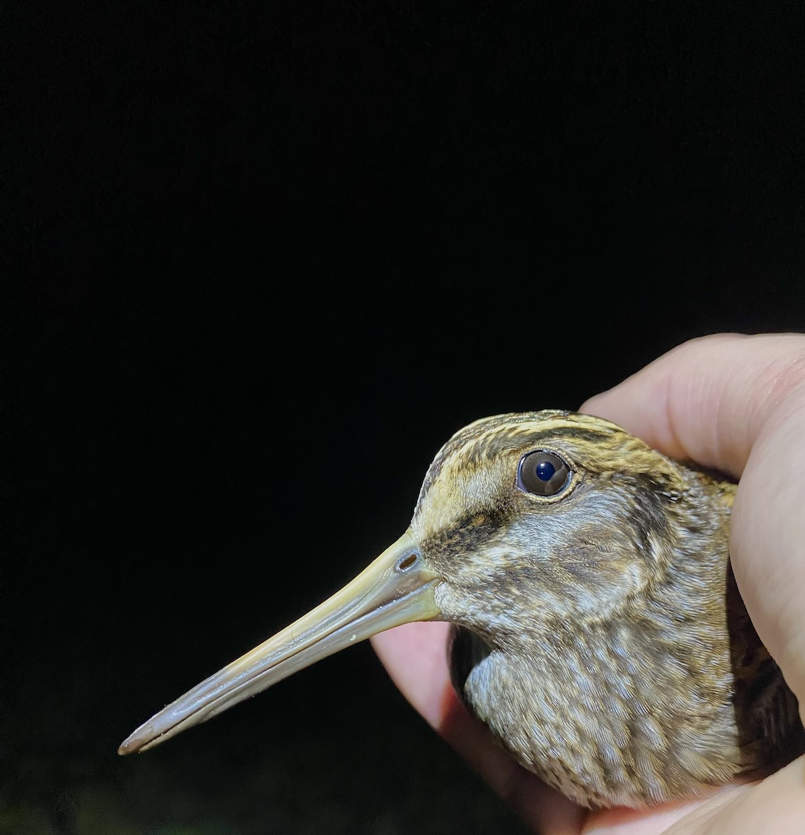 Jack Snipe - ML646441148