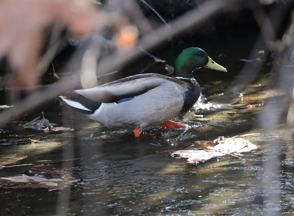 kachna divoká - ML646441149