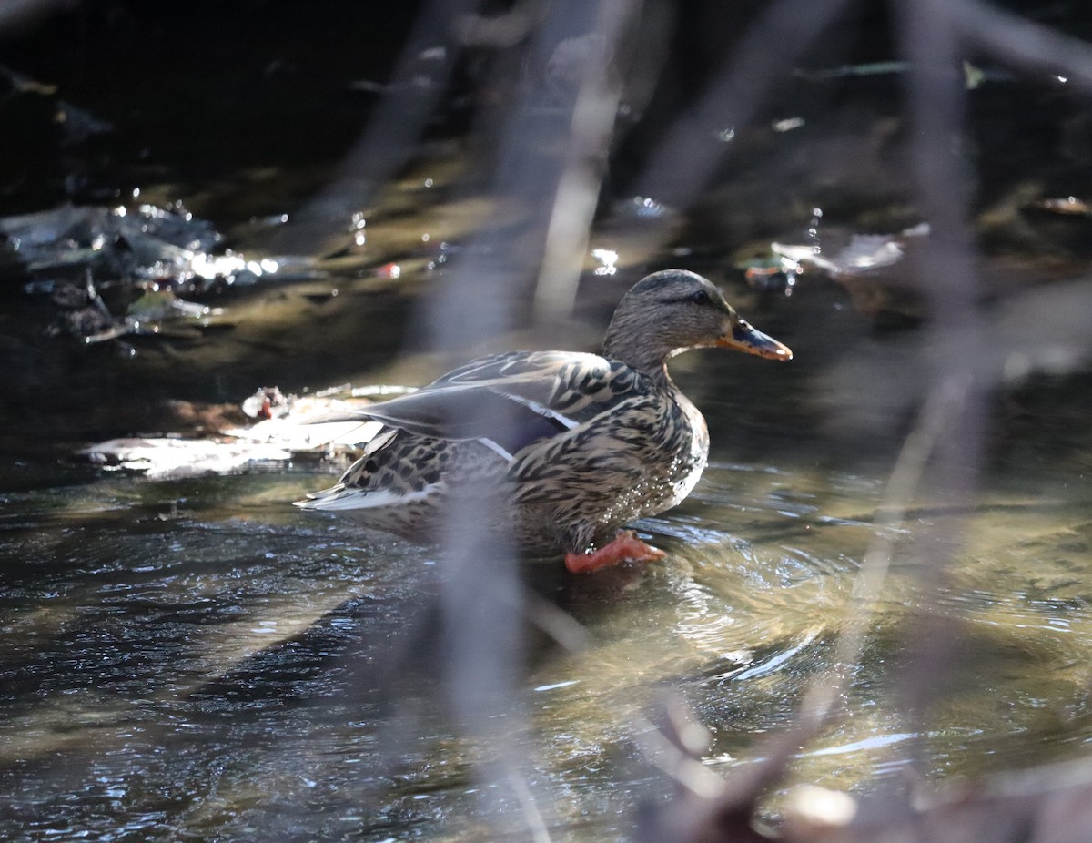 kachna divoká - ML646441150