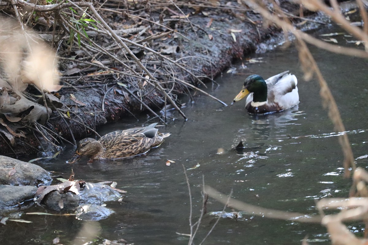 kachna divoká - ML646441151