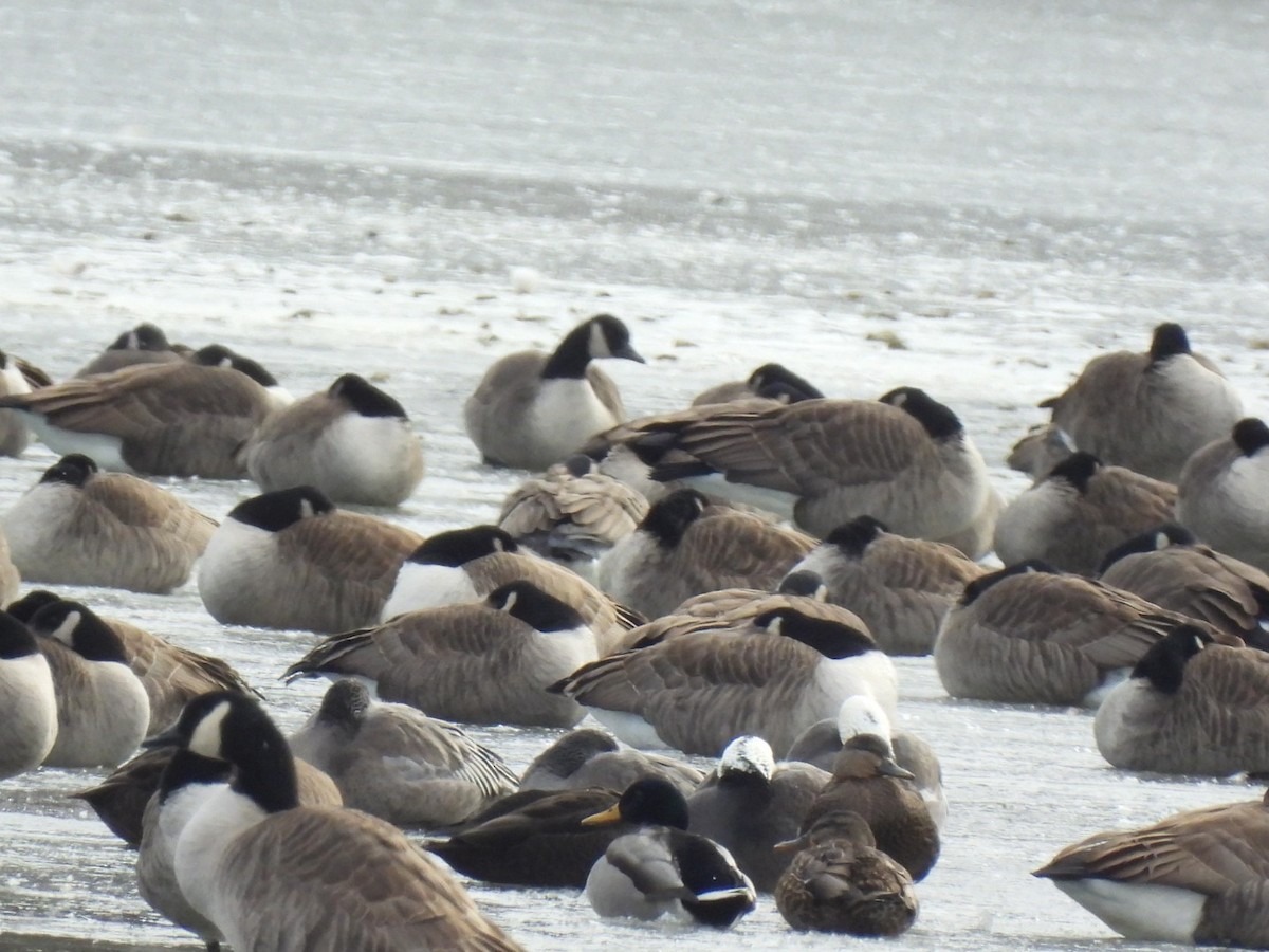 Snow Goose - ML646441157