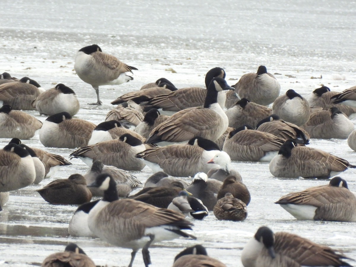 Snow Goose - ML646441158