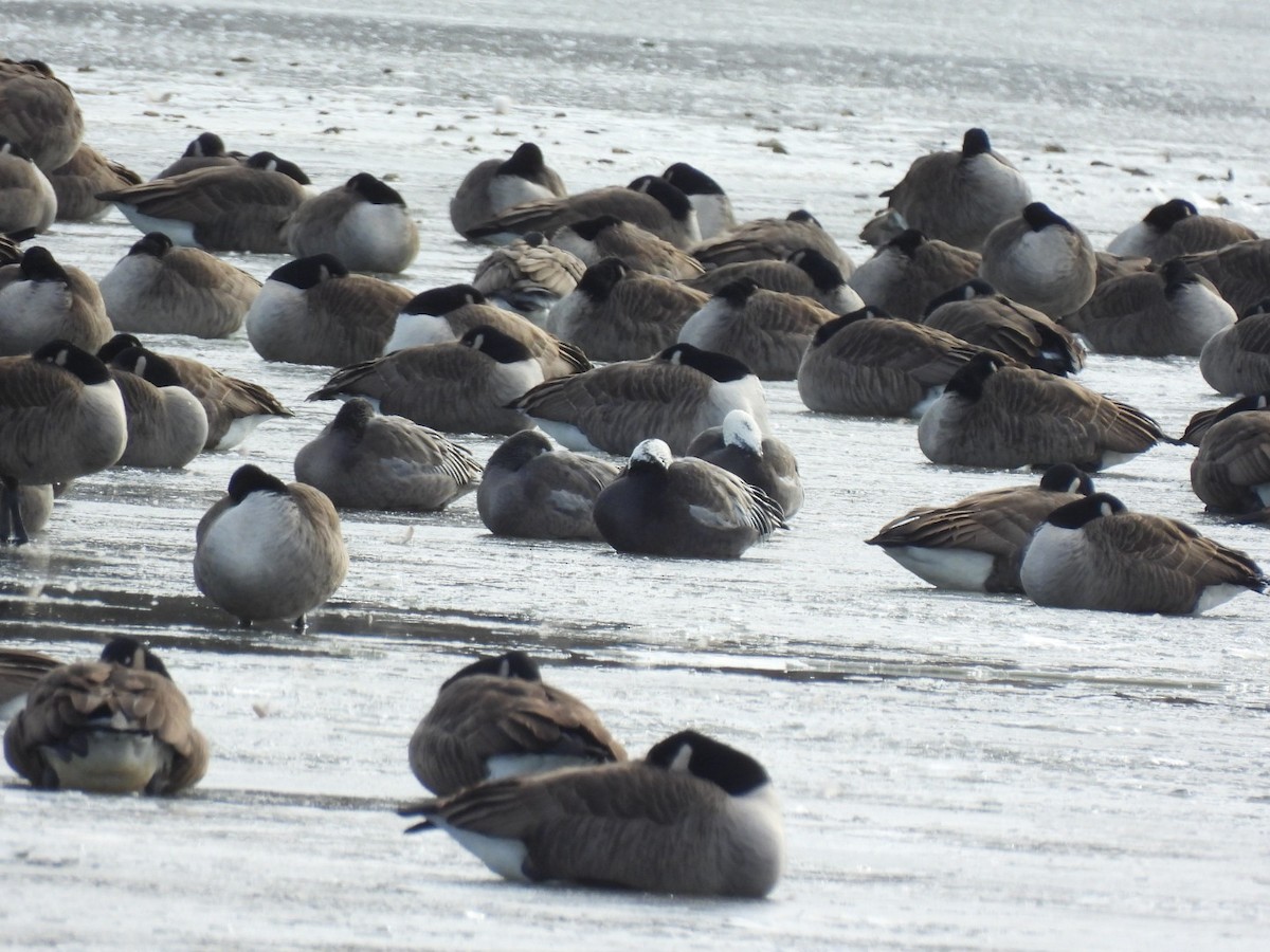 Snow Goose - ML646441159