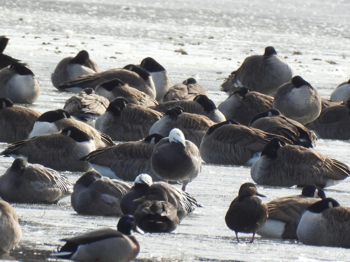 Snow Goose - ML646441160