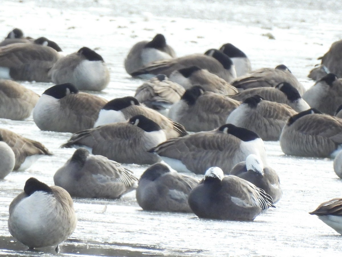 Snow Goose - ML646441161