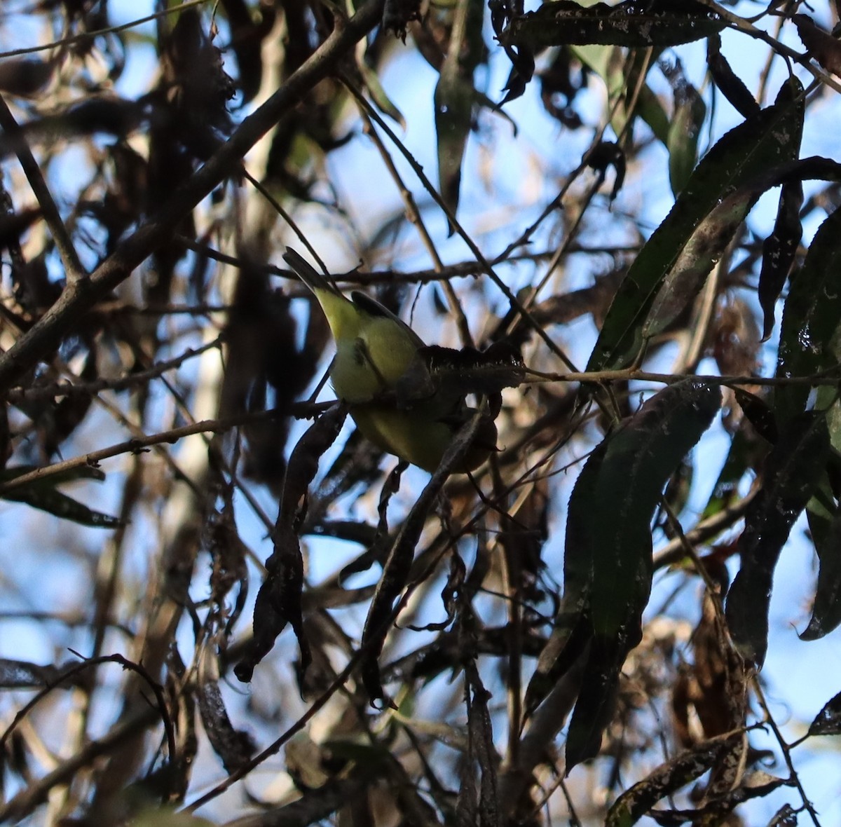 lesňáček hvězdičkový - ML646441162