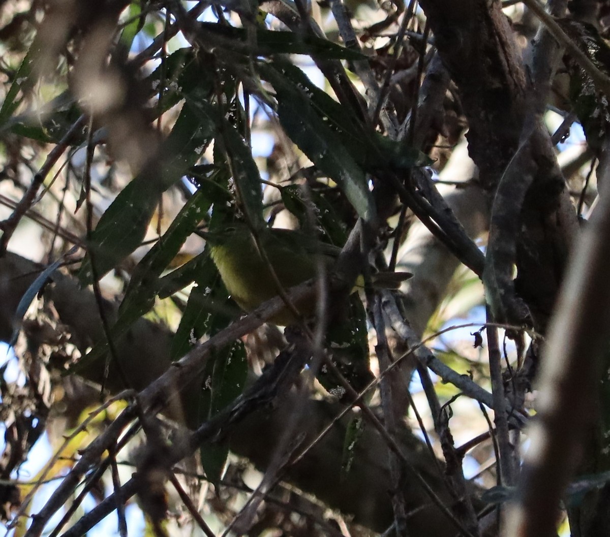 lesňáček hvězdičkový - ML646441163