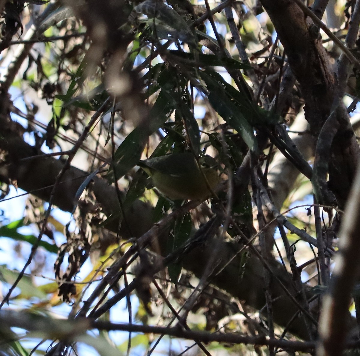 lesňáček hvězdičkový - ML646441164