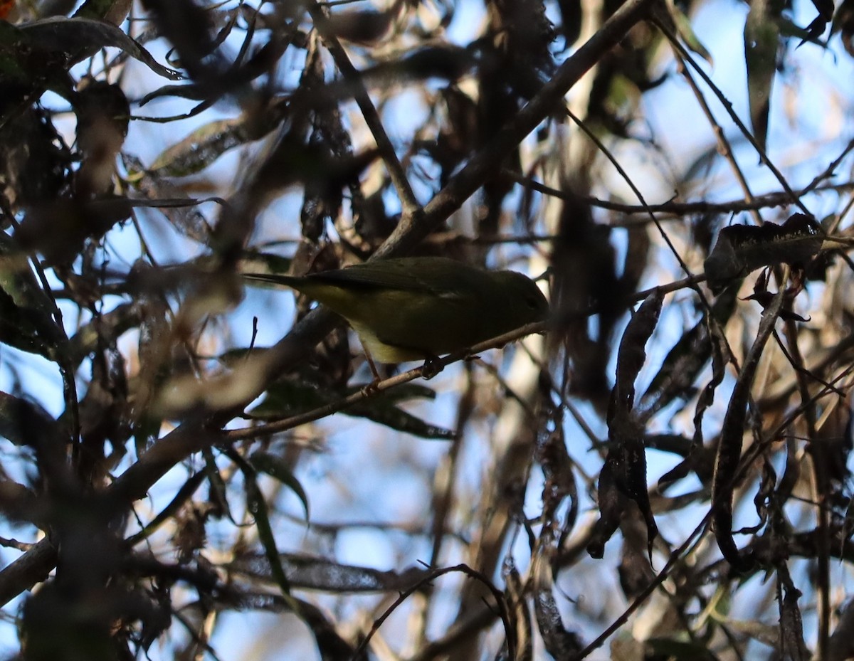 lesňáček hvězdičkový - ML646441165