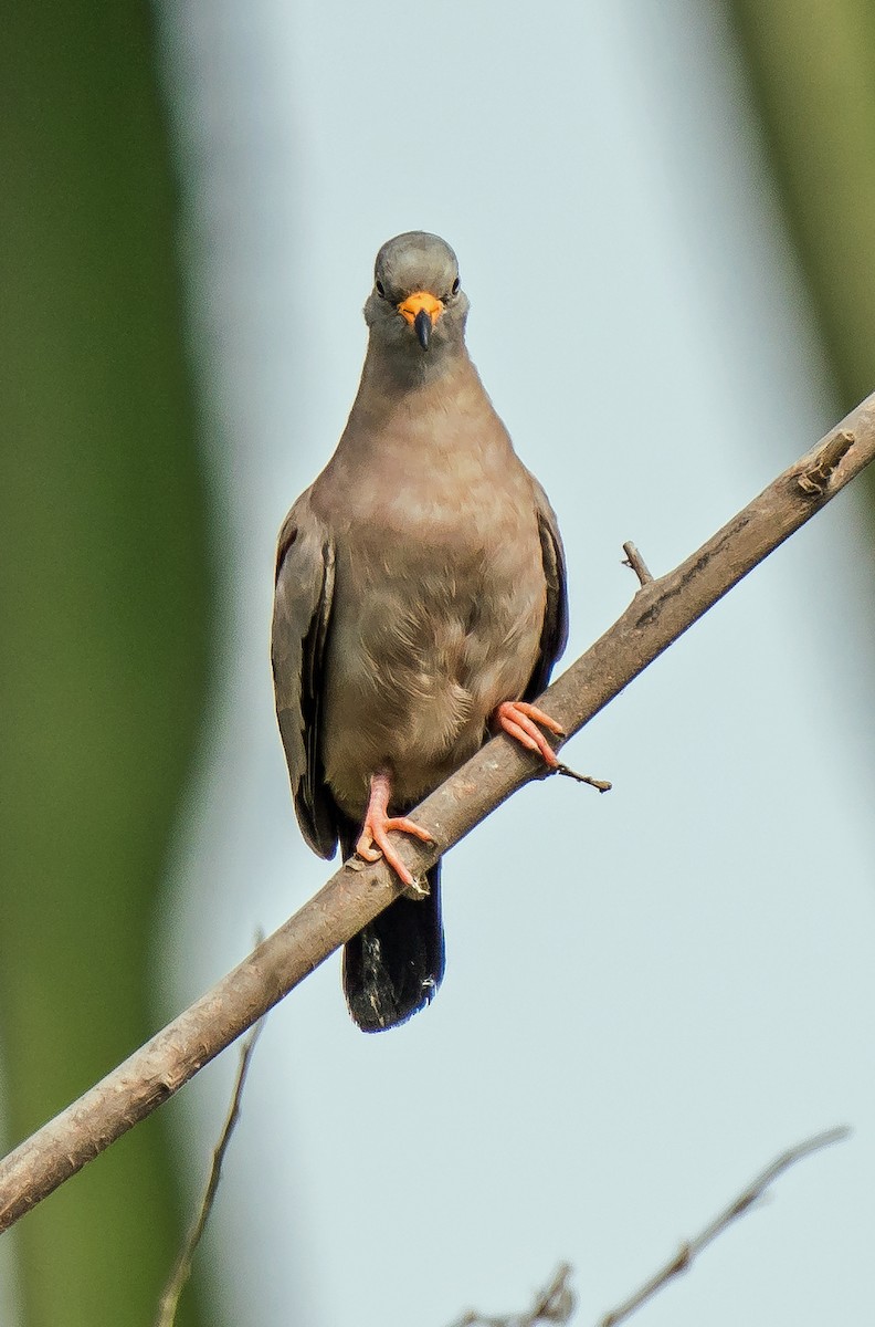 Colombe à bec jaune - ML646441170