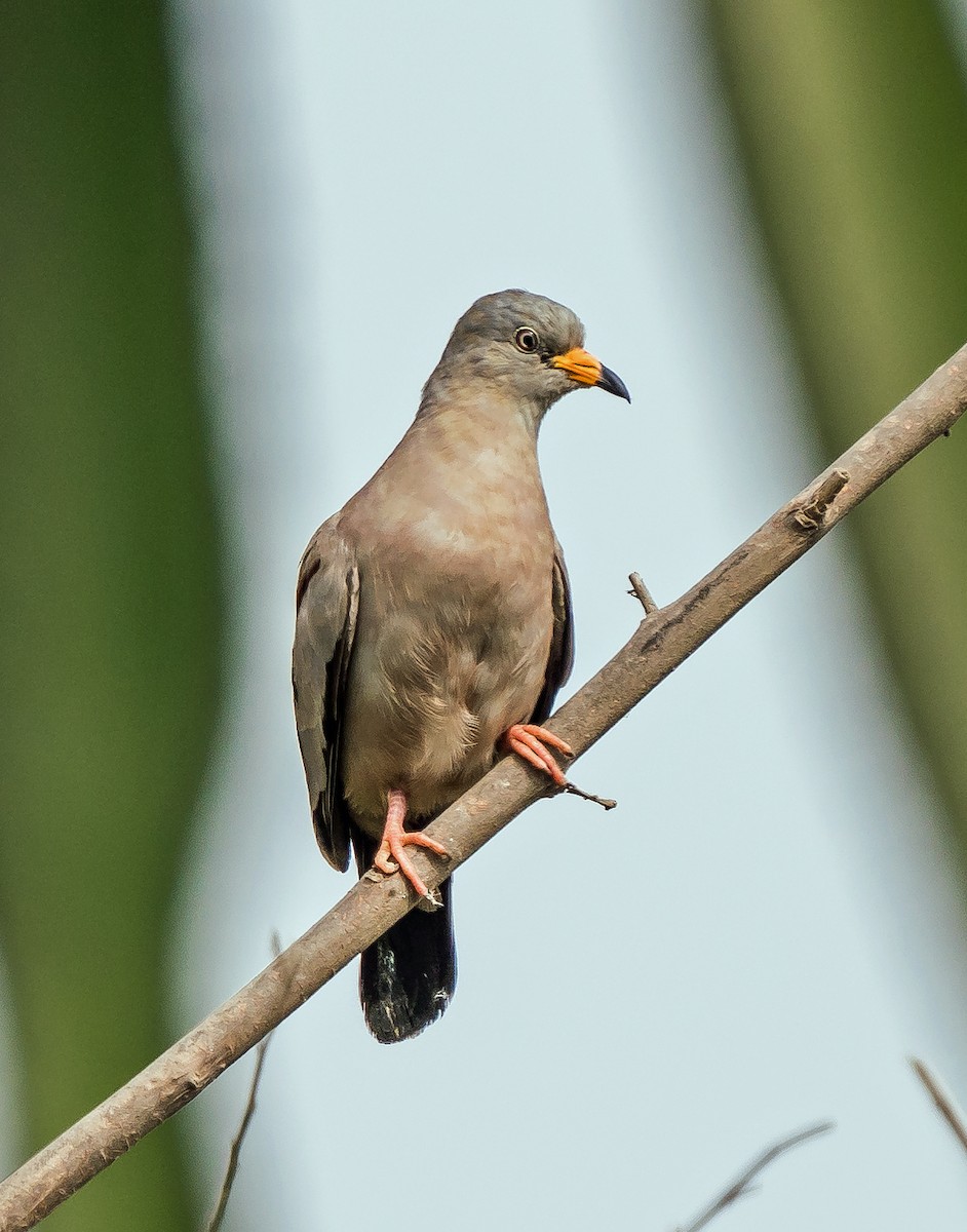 Colombe à bec jaune - ML646441171