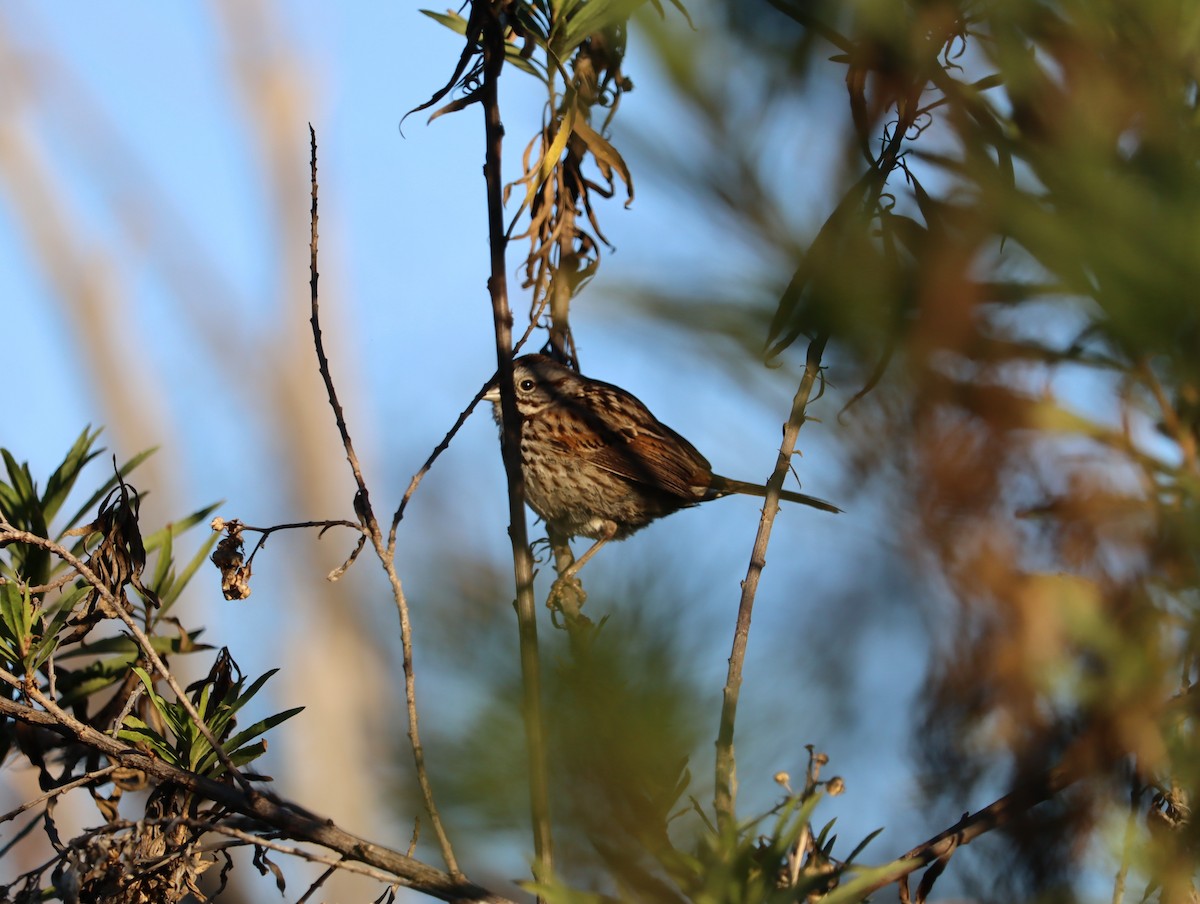 Bruant chanteur - ML646441172