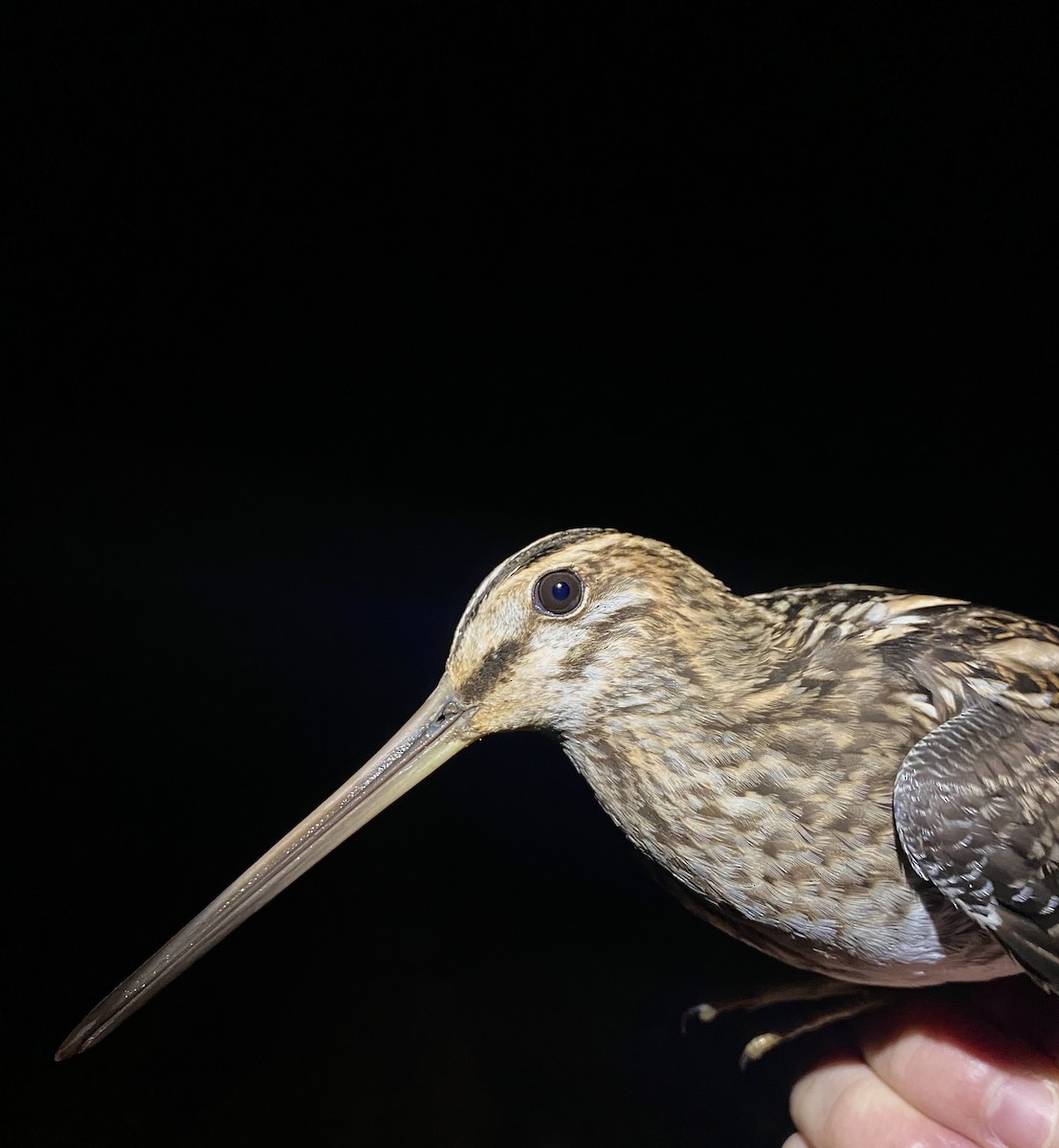 Bécassine des marais - ML646441173