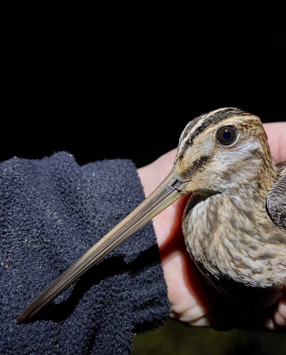 Bécassine des marais - ML646441174