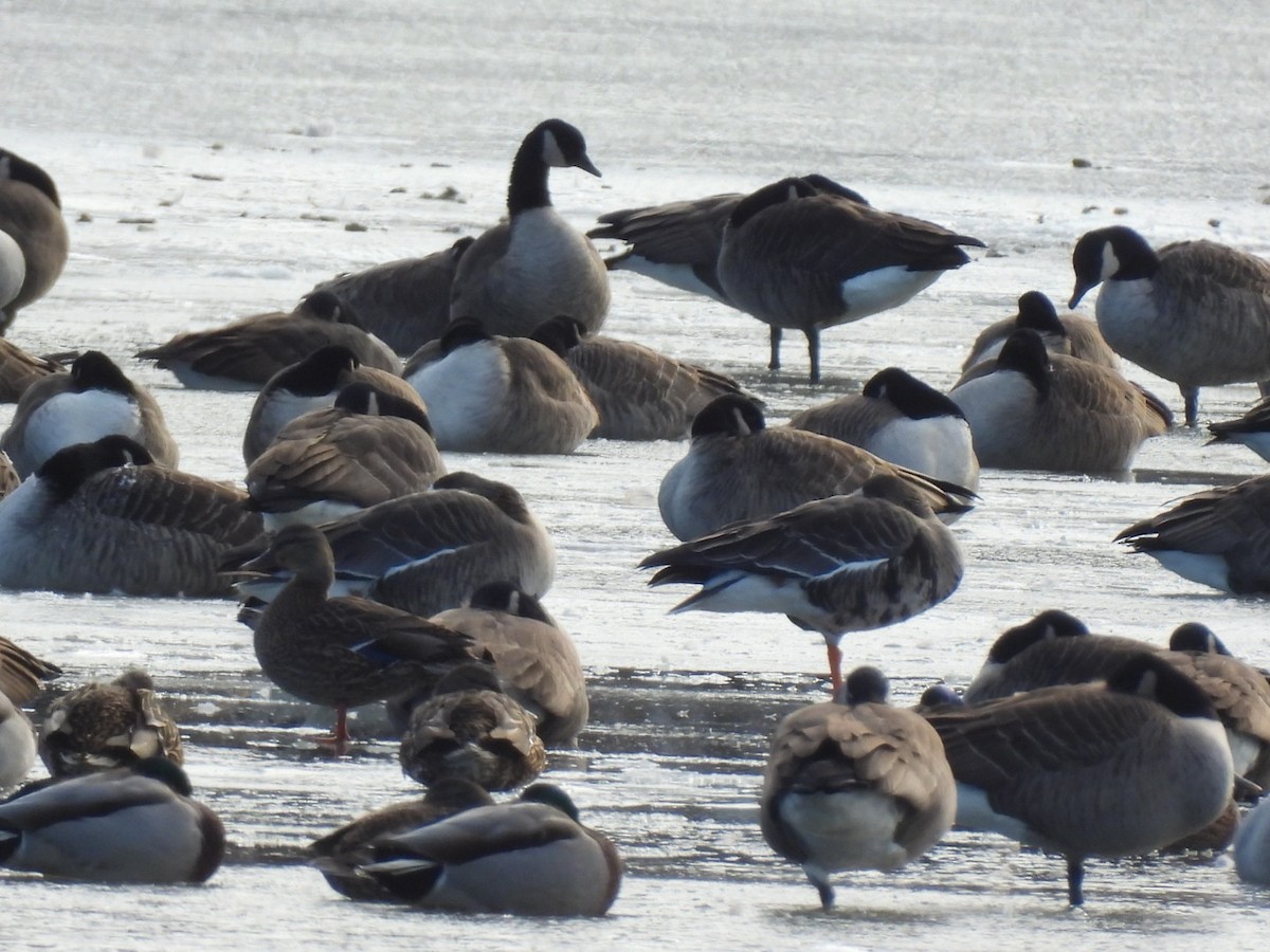 Greater White-fronted Goose - ML646441175