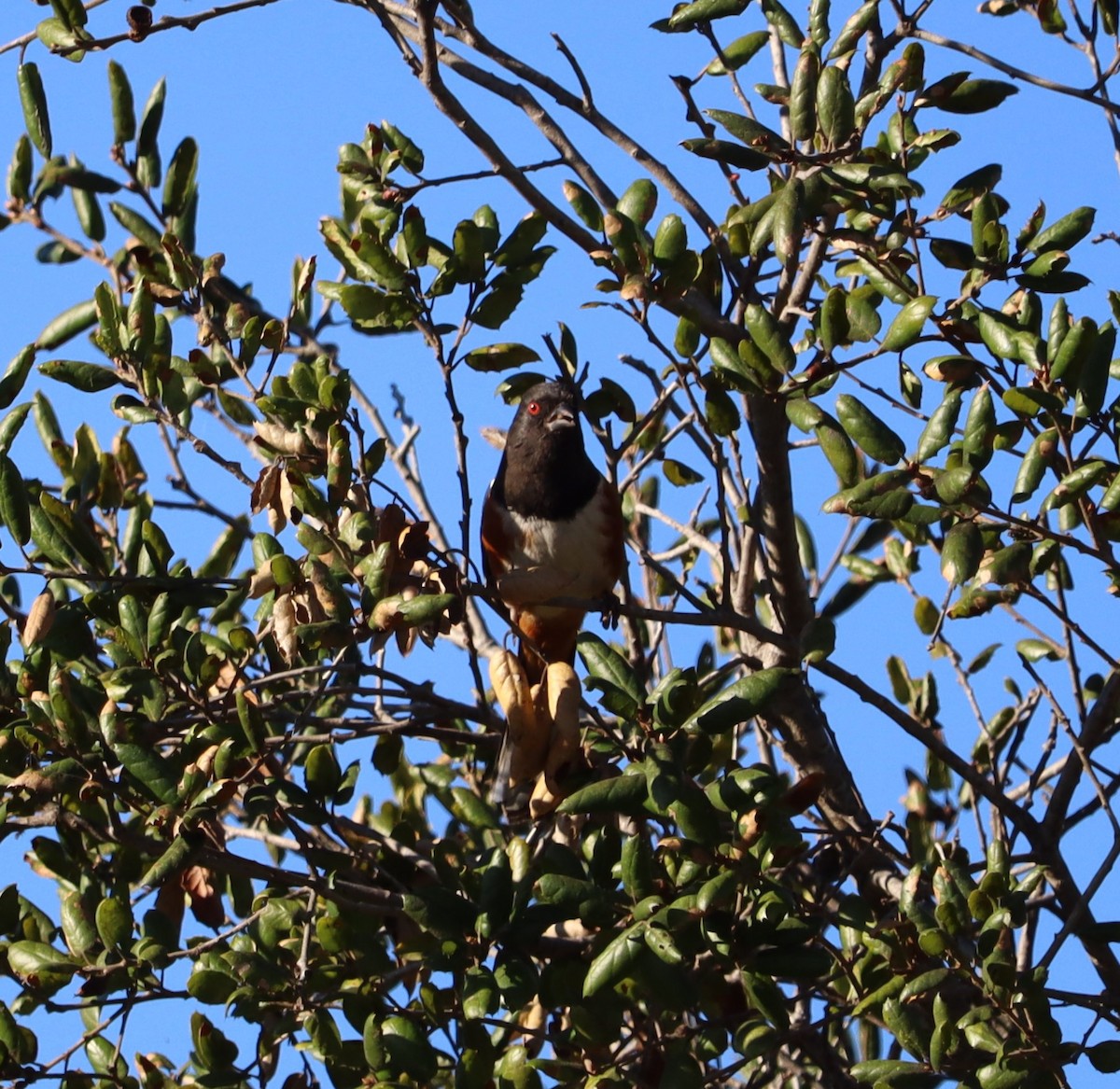 Tohi tacheté - ML646441177