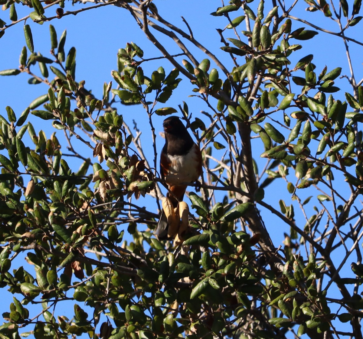 Tohi tacheté - ML646441178