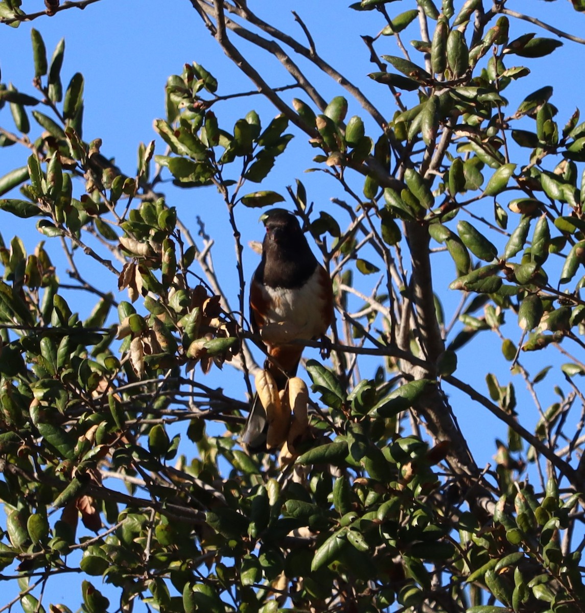 Tohi tacheté - ML646441179