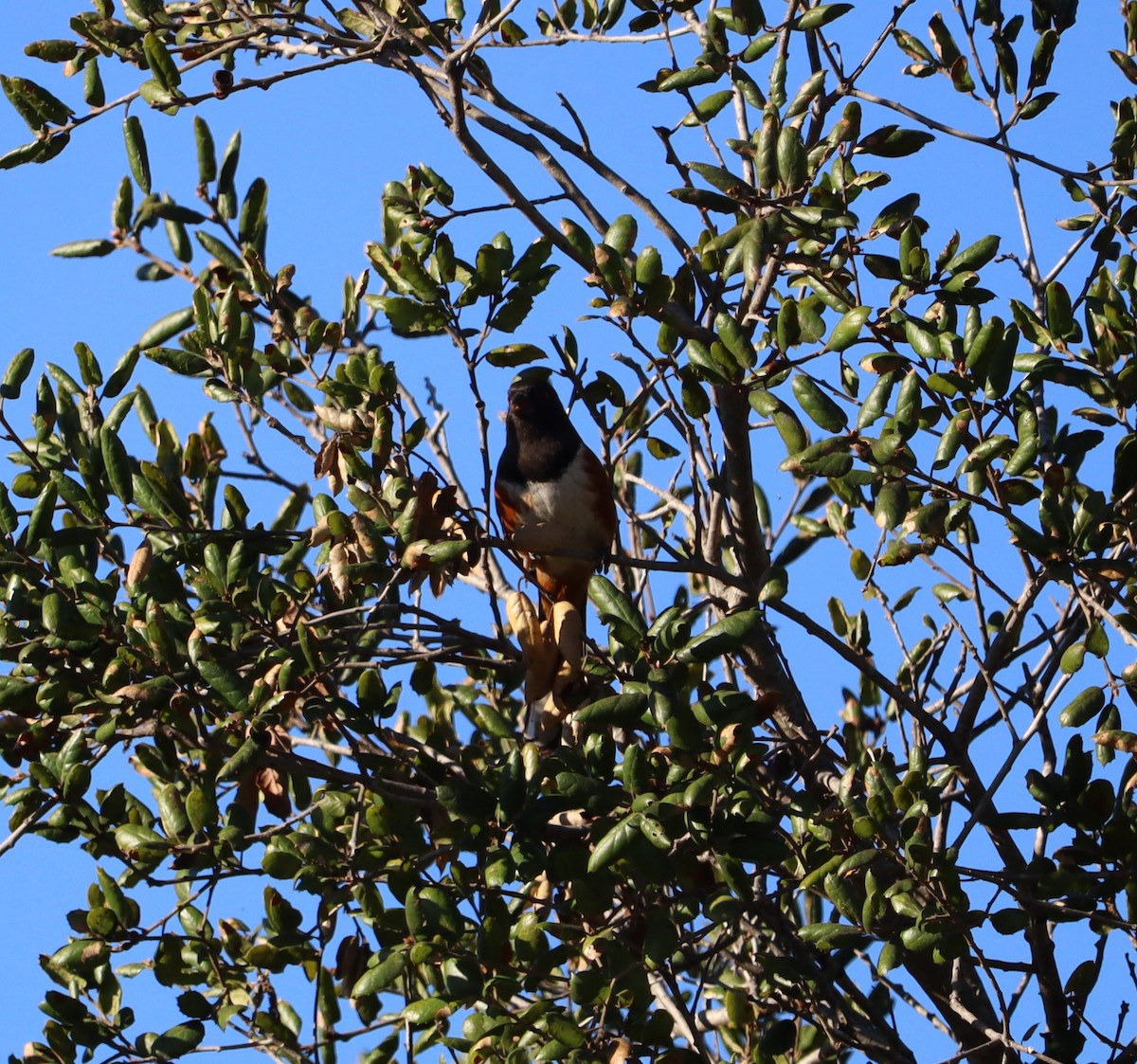 Tohi tacheté - ML646441180