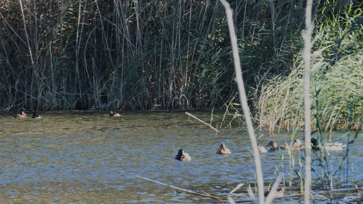 Canard colvert - ML646441181