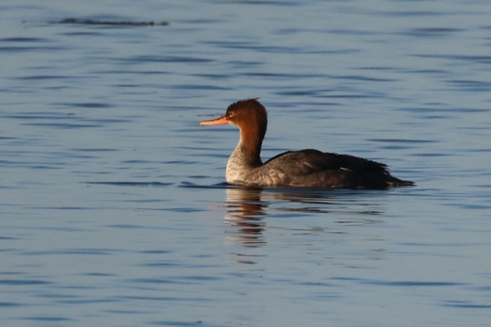 Harle huppé - ML646441183