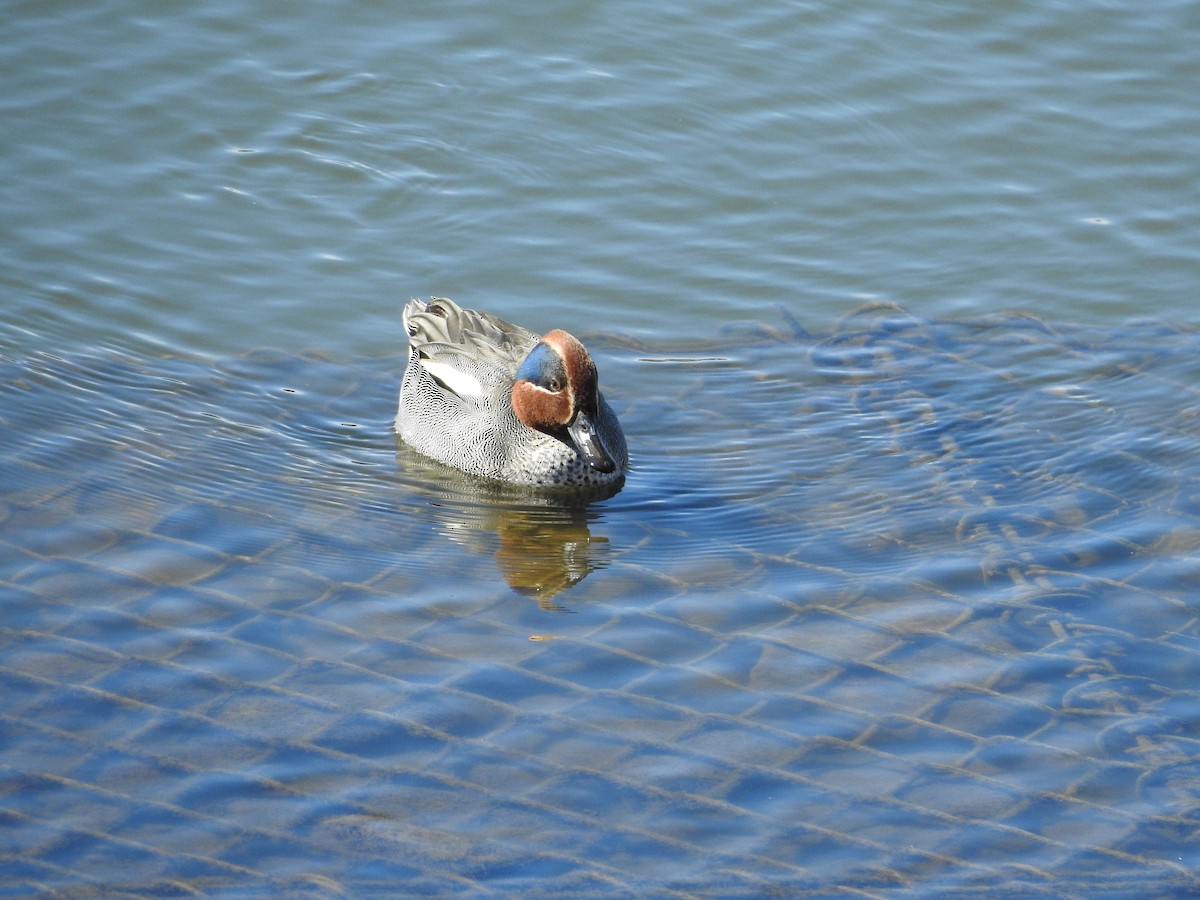 Sarcelle d'hiver - ML646441186