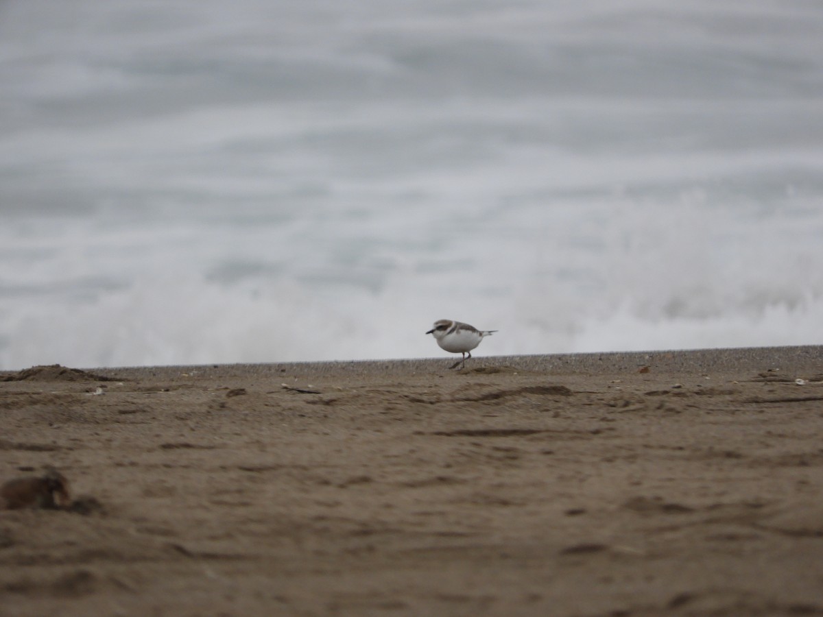 Pluvier neigeux - ML646441188