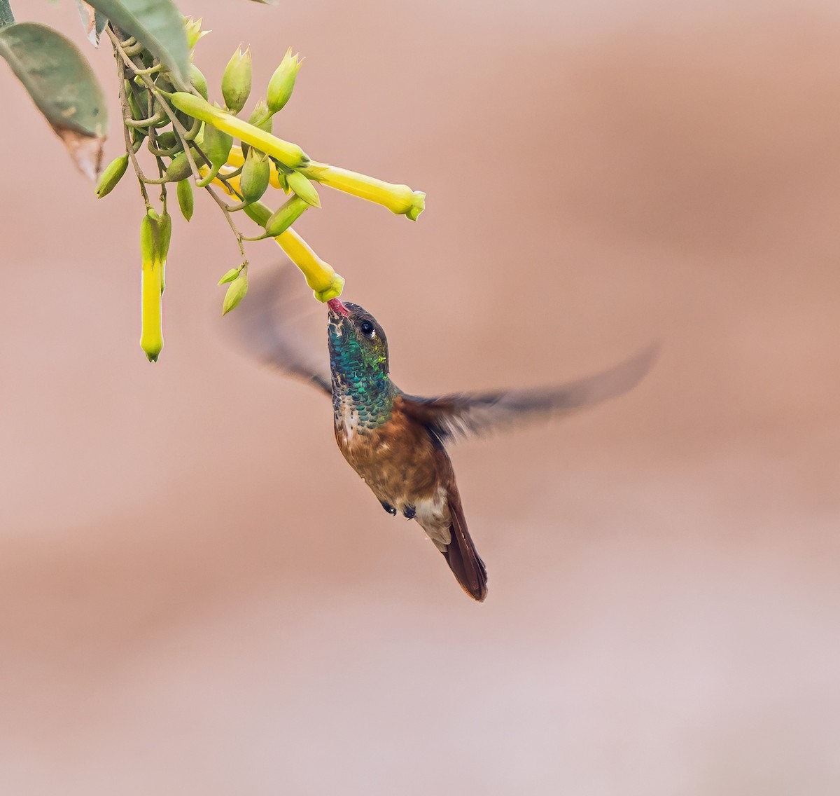 Ariane de Lesson - ML646441189