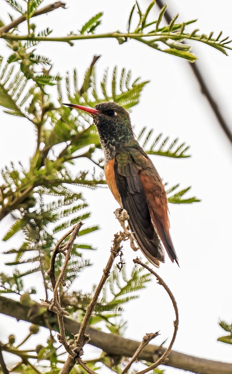 Ariane de Lesson - ML646441190