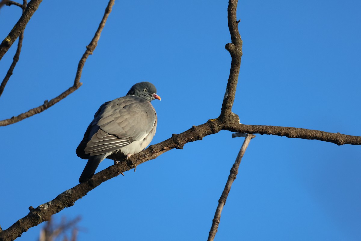 Pigeon ramier - ML646441191