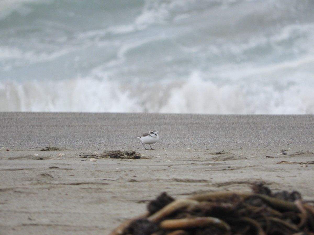 Pluvier neigeux - ML646441192