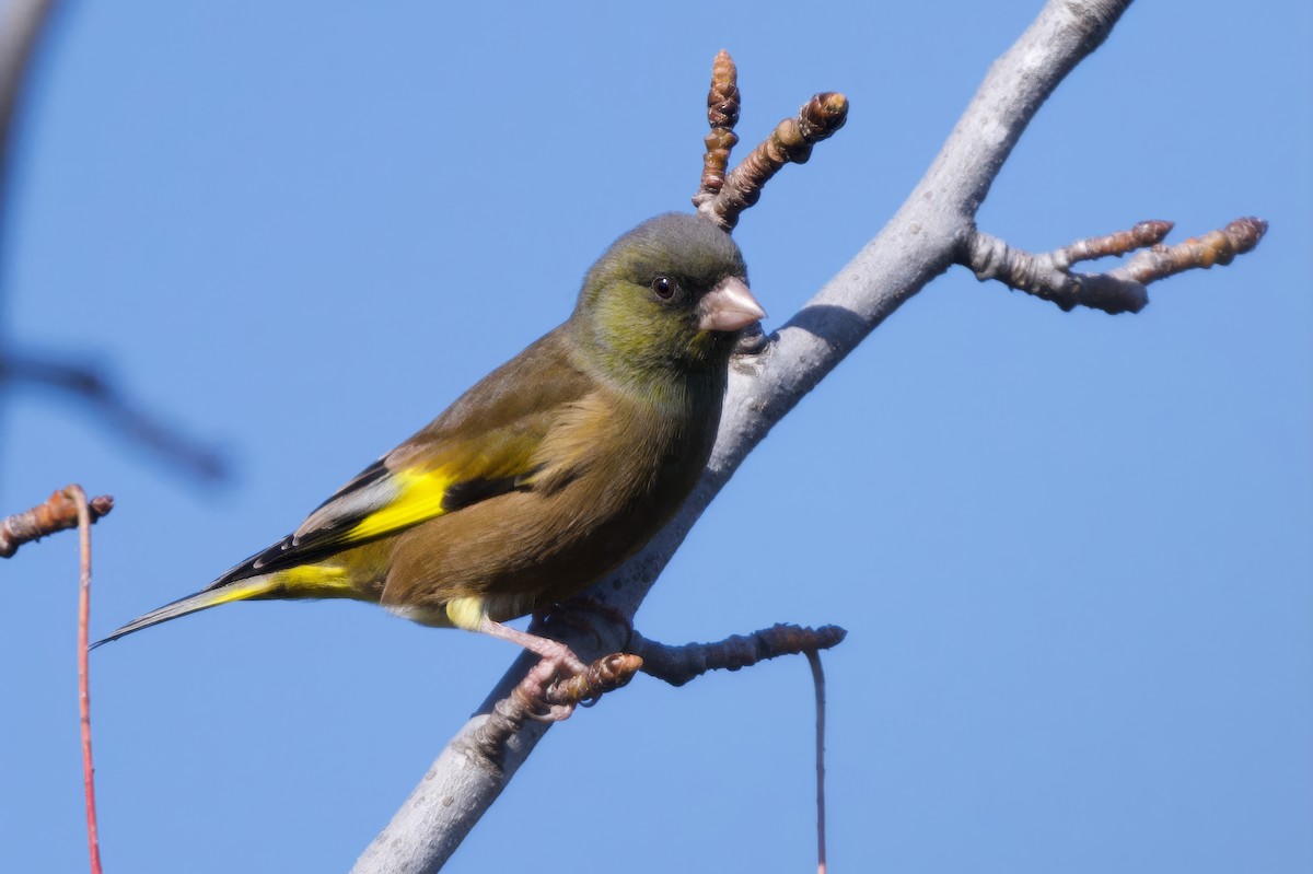 Verdier de Chine - ML646441194